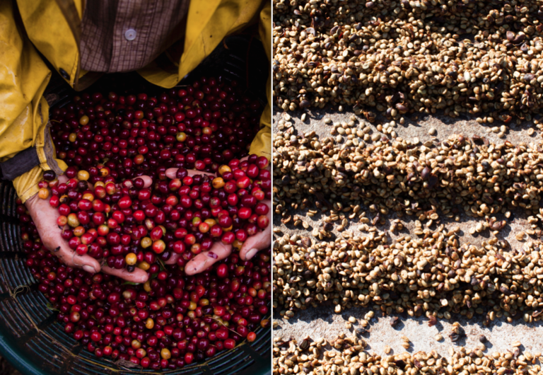 Honey processed Filterkaffee aus Costa Rica 19grams Coffee Blog