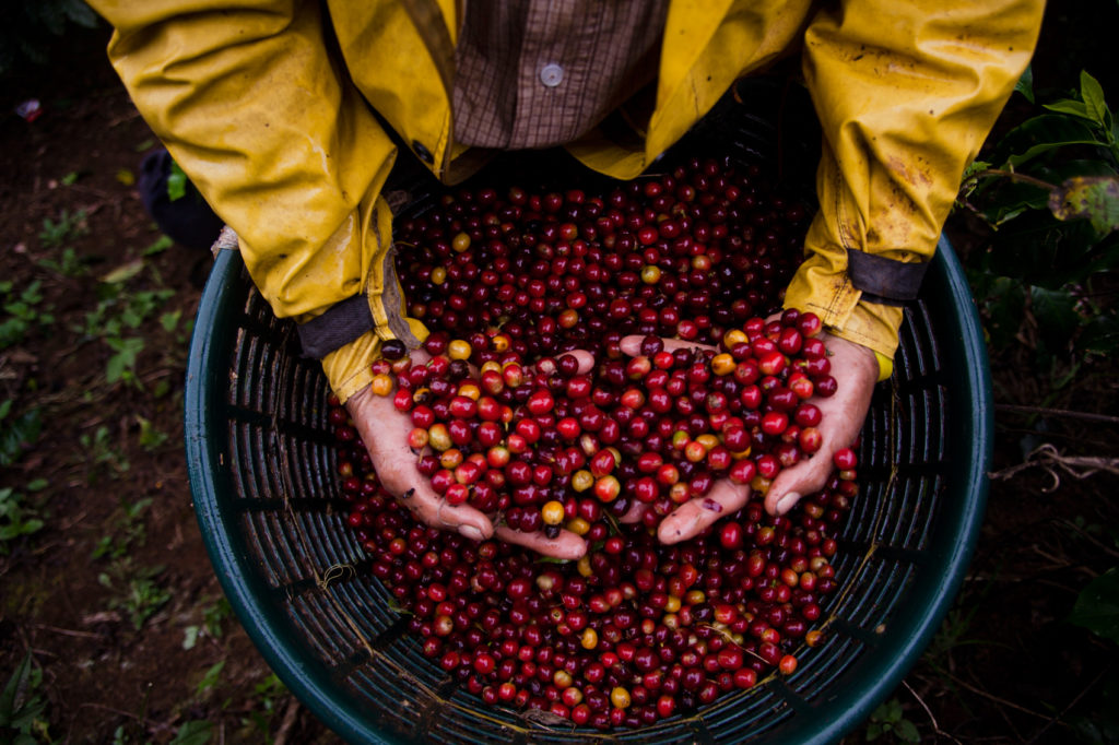 Bester Kaffee aus Costa Rica 19grams Coffee Blog